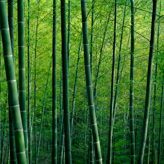 Le Bambou : La Super Plante aux Bienfaits Éclatants pour votre Peau et la Planète