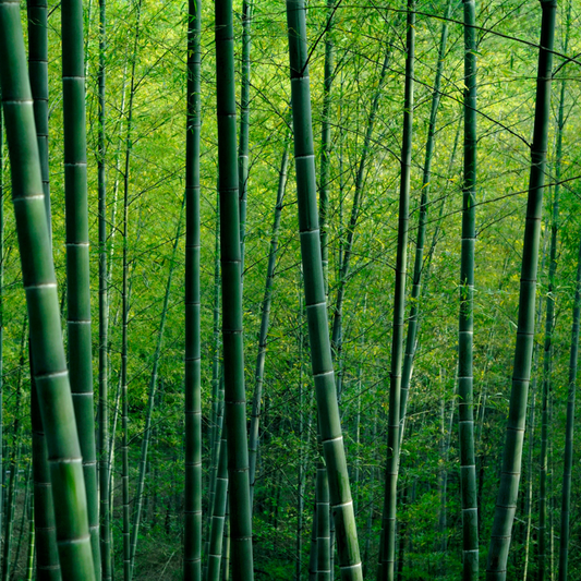 Tige de bambou naturel, plante aux bienfaits pour la peau et l'environnement